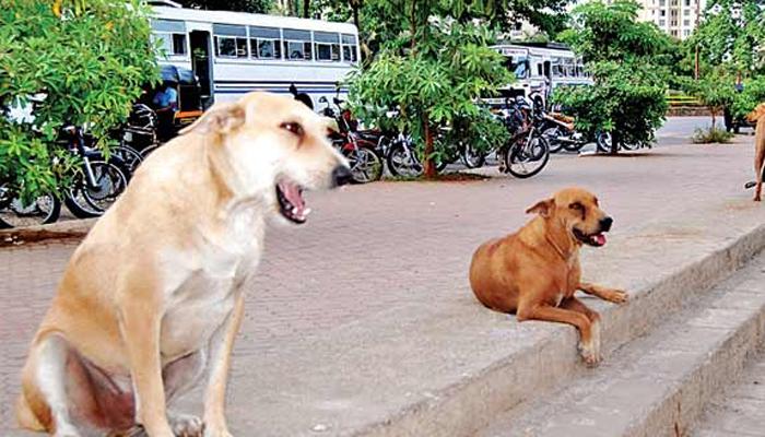 कुत्र्यावरून भांडण, तिसऱ्याचा बळी 