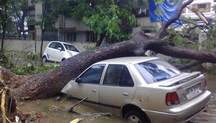 मालाडमध्ये झाड कोसळून एकाचा मृत्यू