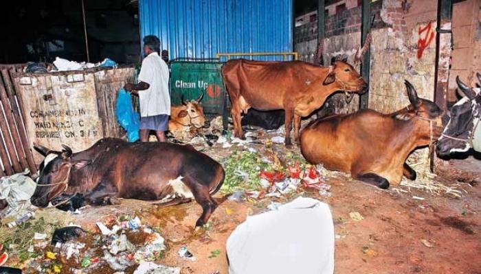 भाजप शासित राजस्थानमध्ये 500 गायींचा मृत्यू