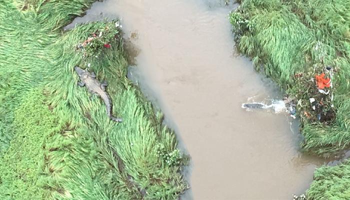 महाड पूल दुर्घटना : मगरींच्या दहशतीने शोध मोहीमेत अडथळा