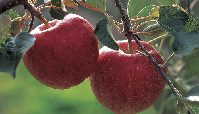 सफरचंद खाण्याचे 5 फायदे 