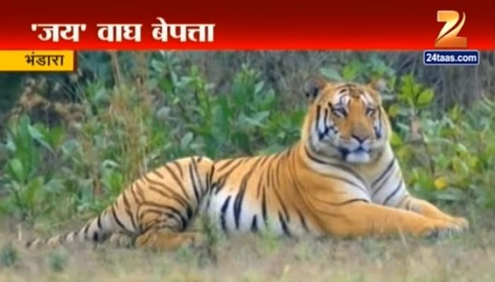 बेपत्ता ‘जय&#039; वाघच्या तपासासाठी सीआयडी चौकशी