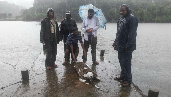 मान-पंजे तोडलेल्या अवस्थेत आढळलं बिबट्याचं धड 