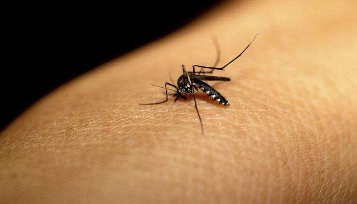 साईबाबांच्या शिर्डीत डेंग्यूचे थैमान