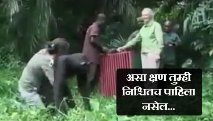 VIDEO : एखाद्या चिम्पाझीला असं करताना तुम्ही क्वचितच पाहिलं असेल 