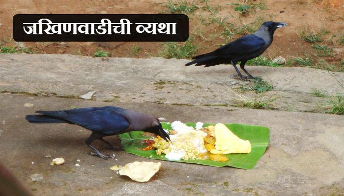 पितृपक्षात जखिणवाडीत कावळ्यांचा &#039;दुष्काळ&#039;... गेल्या 25 वर्षांपासून!