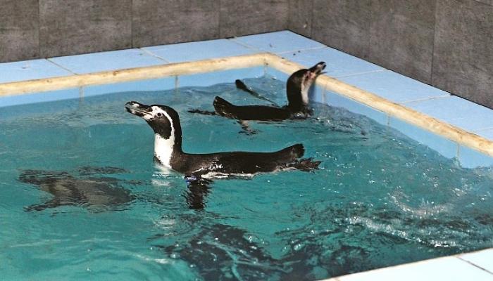 राणीच्या बागेतल्या पेंग्विनचा मृत्यू
