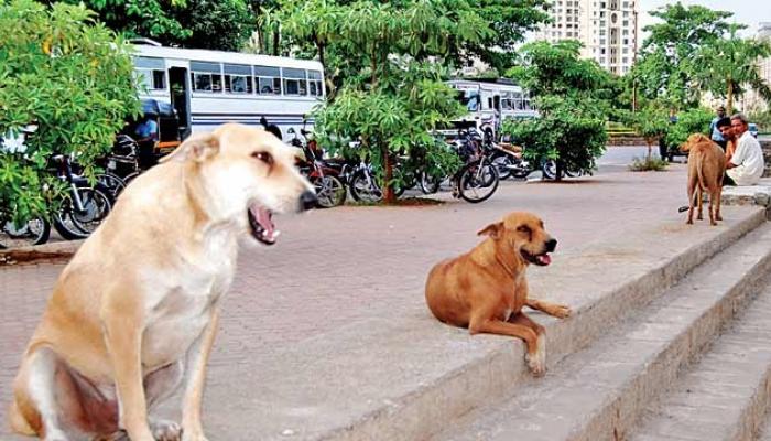 &#039;भटक्या कुत्र्यांच्या हल्ल्यातल्या जखमींच्या नुकसान भरपाईचा विचार करा&#039;