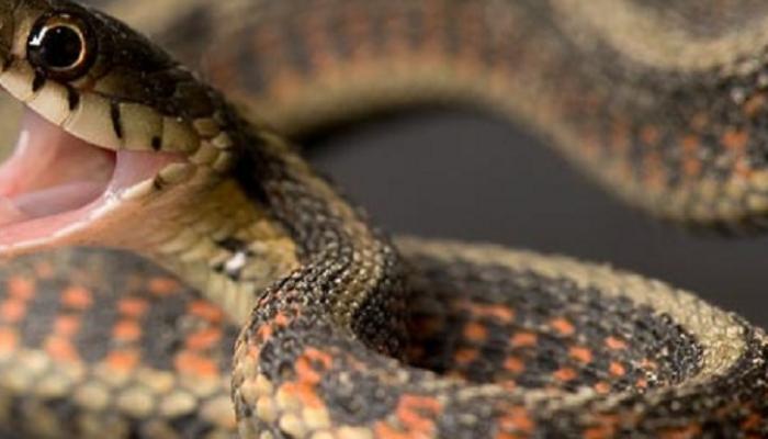 मानवी वस्तीत सापांचं वास्तव्य, घरात सिलिंडरखाली साप 