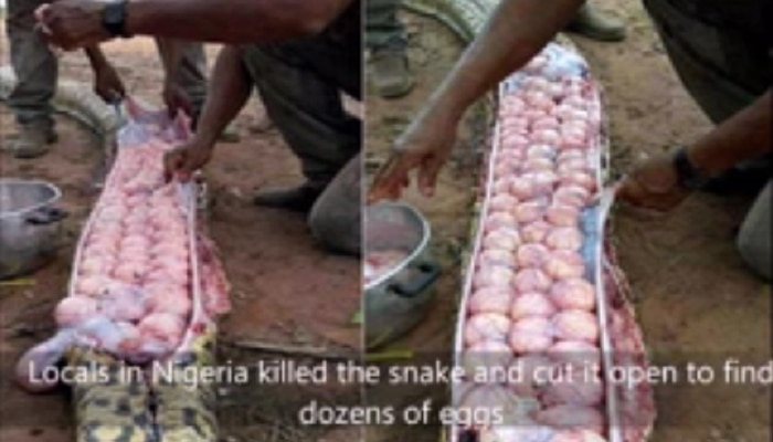 VIDEO : मृत सापाच्या पोटात सापडली हजारो अंडी!
