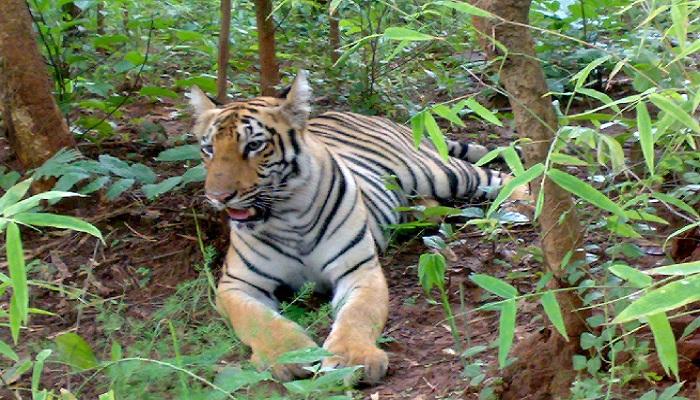 वाघाच्या तावडीतून सुटका करण्यासाठी चित्तथरारक रेस्क्यू ऑपरेशन