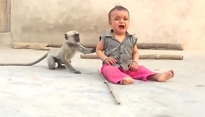 खोडकर माकड आणि चिमुरड्याचा मजेशीर व्हिडिओ