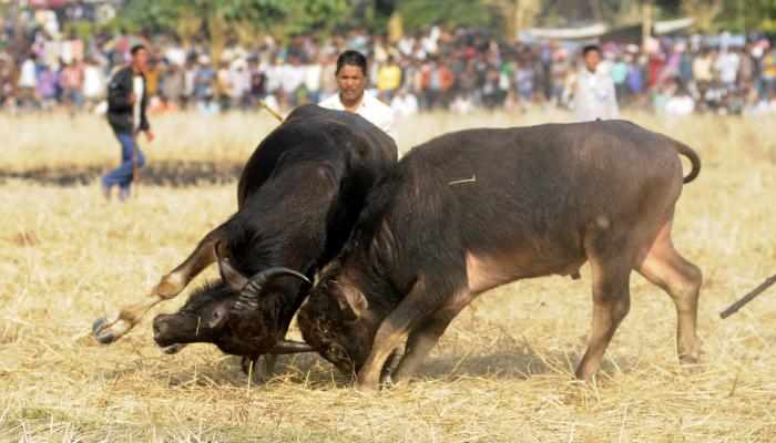 नागपुरात रेड्यांच्या झुंजी, हजारोंचा लागला सट्टा