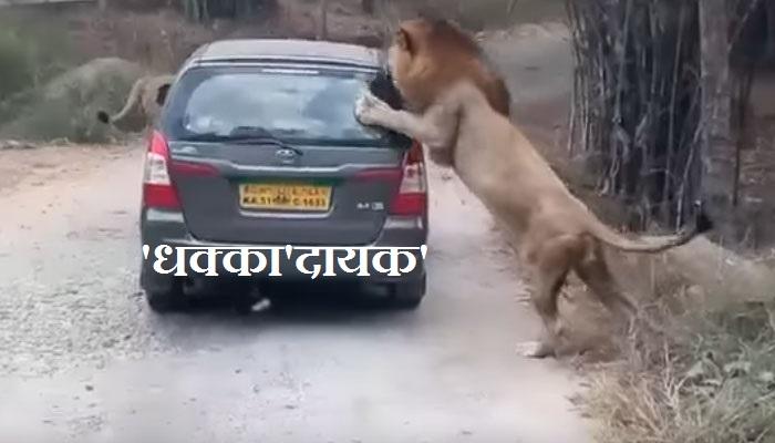 धक्कादायक! दोन मोठ्या सिंहांचा गाडीवर हल्ला