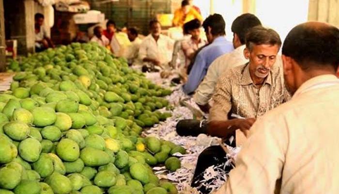 मुंबईत फेब्रुवारीत दाखल झाला आंबा