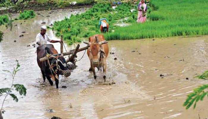 मराठवाड्यात अवकाळी पावसानं ७९ हजार हेक्टरवरील पिकांचं नुकसान