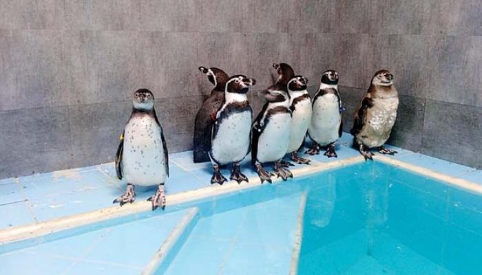 पेंग्विन पाहण्यासाठी राणीच्या बागेला २ लाख लोकांची भेट