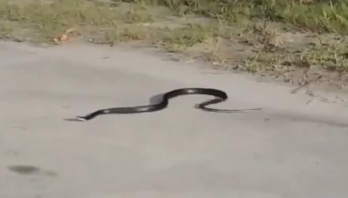 धक्कादायक व्हिडिओ : ... आणि सापाची आत्महत्या कॅमेऱ्यात कैद!