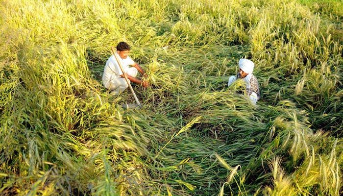 पिक विम्यातील त्रुटींवर कॅगचे गंभीर ताशेरे