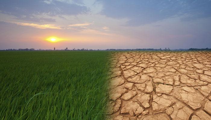 २०३० पर्यंत देशातील तांदुळ उत्पादन घटणार