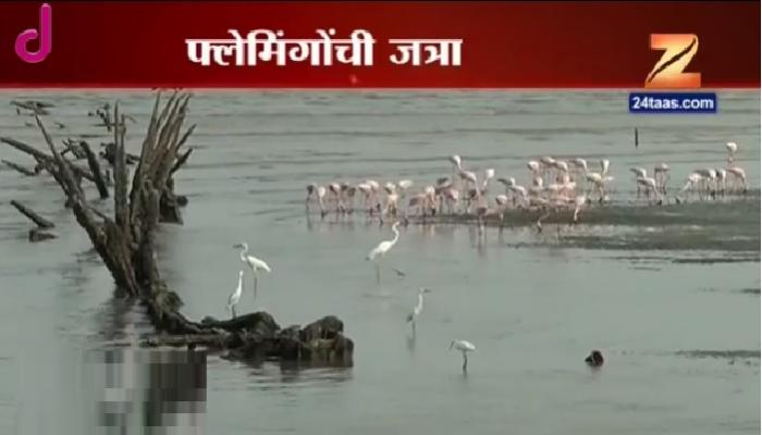 पक्षीप्रेमीची फ्लेमिंगो पाहण्याची गर्दी