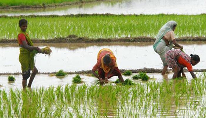 शेतकऱ्याच्या हमीभावावर कायद्याचा तोडगा