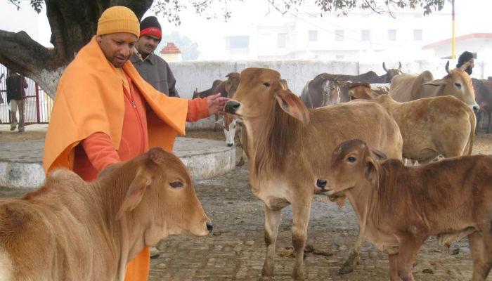 मांसाहारावरून हायकोर्टाचा योगी सरकारला जोरदार दणका