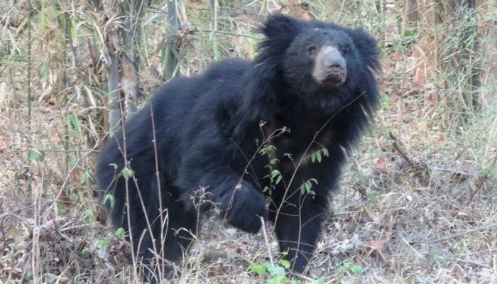 नरभक्षक अस्वलाच्या हल्ल्यात तीन ठार