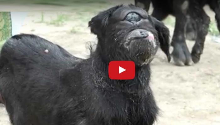 व्हिडिओ : बकरीला एकच डोळा, पाहायला तोबा गर्दी 
