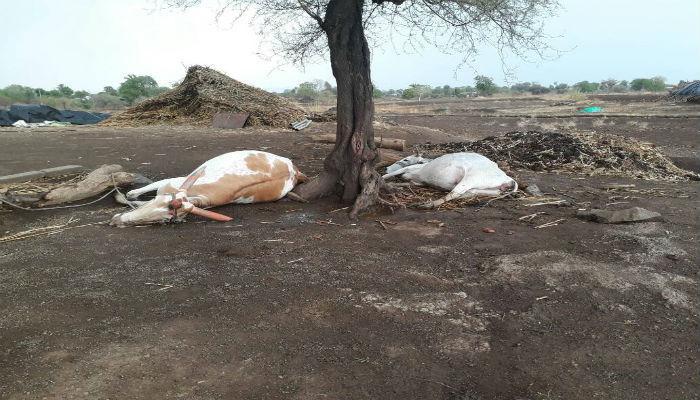 नाशिक जिल्ह्यात वादळी-वाऱ्यासह पाऊस, चार ते पाच जनावरांचा मृत्यू