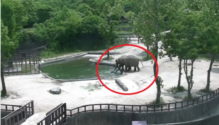 VIDEO : हत्तीचं पिल्लू आई-वडिलांसमोर पाण्यात पडलं आणि...
