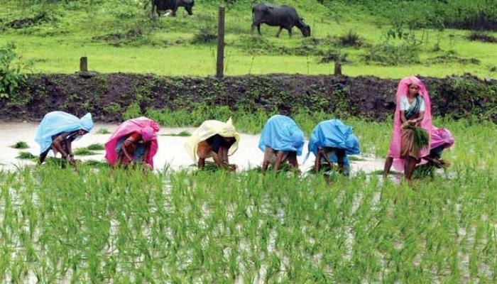 पश्चिम पट्ट्यात भात लावणीसाठी अत्याधुनिक यंत्राचा वापर