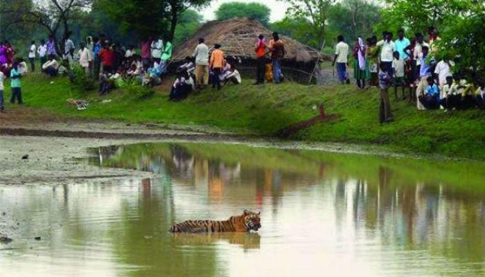 वाघांचं अन् आदिवासींचं एकच घर... जगण्यासाठी रोजचा संघर्ष! 