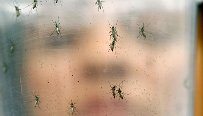 मुंबईत डेंग्यूचा फैलाव, साडेसात हजार ठिकाणी सापडल्या अळ्या 