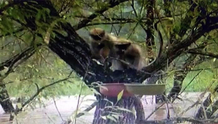 पुरात अडकलीत दोन माकडं, पाच दिवस झाडावर अडकून