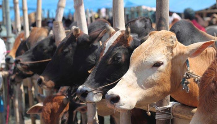 अहमदनगर: गोरक्षकांवर ५० जणांच्या जमावाचा हल्ला