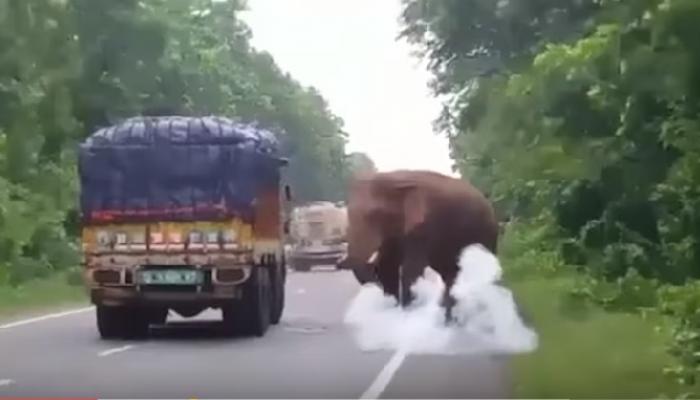 हत्तीने बटाटे खाण्यासाठी रस्त्यावरची वाहतूक थांबवली