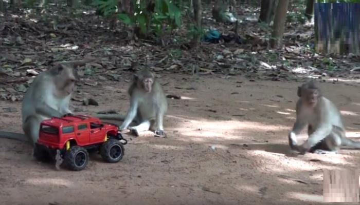माकडांचा रिमोर्ट कारसोबत व्हिडीओ व्हायरल