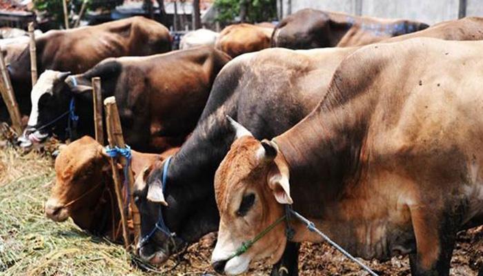 गोधरा: गायींना वाचवायला गेलेल्या पोलिसांवर जमावाचा हल्ला