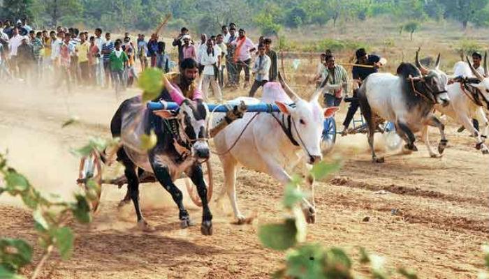 बैलगाडा शर्यतींवर हायकोर्टाकडून बंदी कायम 