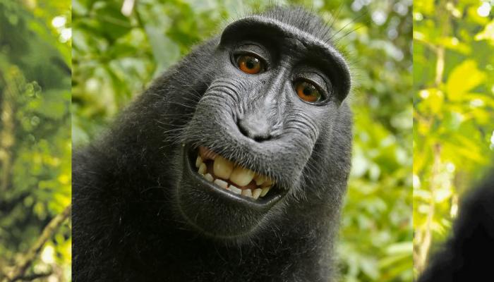 माकडाने घेतलेल्या सेल्फीच्या कॉपीराईटचा वाद मिटला