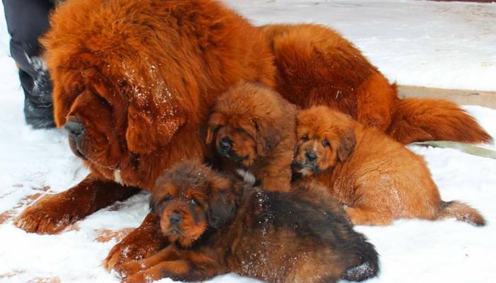 २५ लाखांपेक्षा जास्त किंमत असलेले हे श्वान या कारणाने फिरताहेत बेवारस 