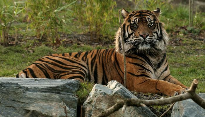 ताडोबा व्याघ्र प्रकल्पातील सफारी पुन्हा सुरू