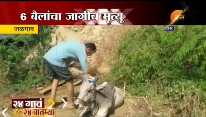 जळगावात ट्रक अपघातात ६ बैलांचा मृत्यू