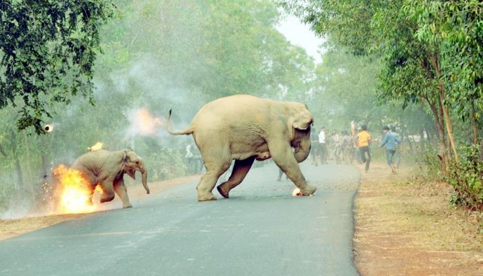 आगीत जळणाऱ्या हत्तीचा हा फोटो होतोय व्हायरल 