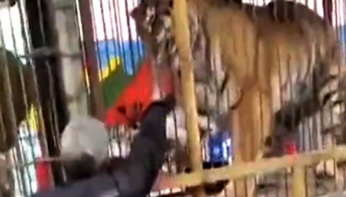व्हिडिओ : वाघाच्या पिंजऱ्यात हात घालणं पडलं महागात