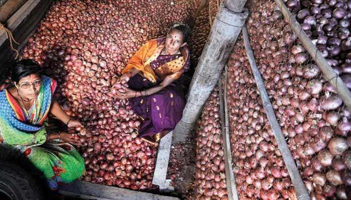 लवकरच कांद्याची किंमत होणार १०० रूपये किलो 