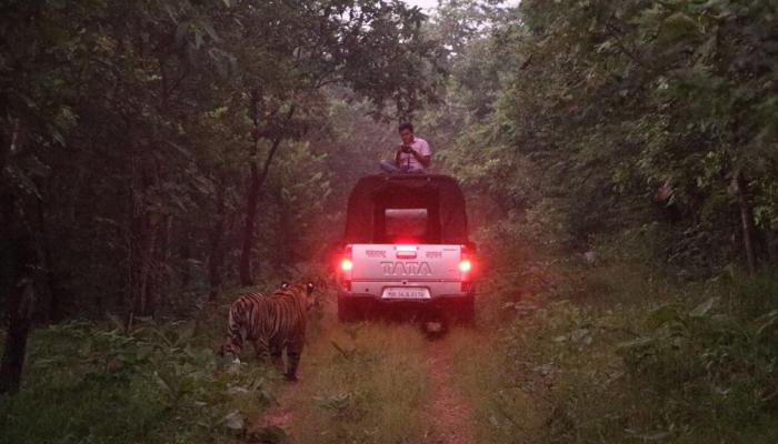  वनविभागाच्या गाडीवर बसून जयचंद वाघाचे अवैध फोटोशूट 