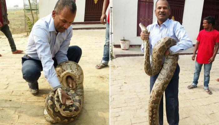 प्रोफेसरने अशाप्रकारे पकडला १२ फूट लांब अजगर...