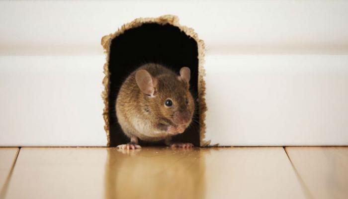  ५  घरगुती उपाय जे करतील उंदरांना घराच्या बाहेर